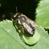 Megachile sp.
